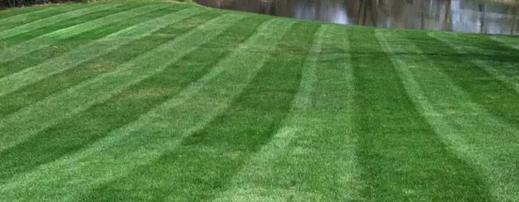 Spring Fertilization Tips