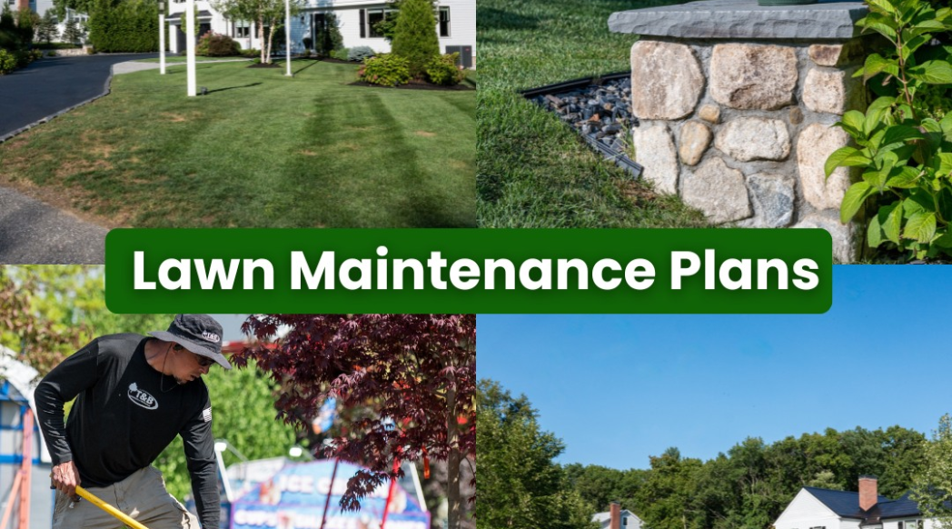 Professional lawn care program in Andover MA keeping residential lawns green and healthy throughout summer