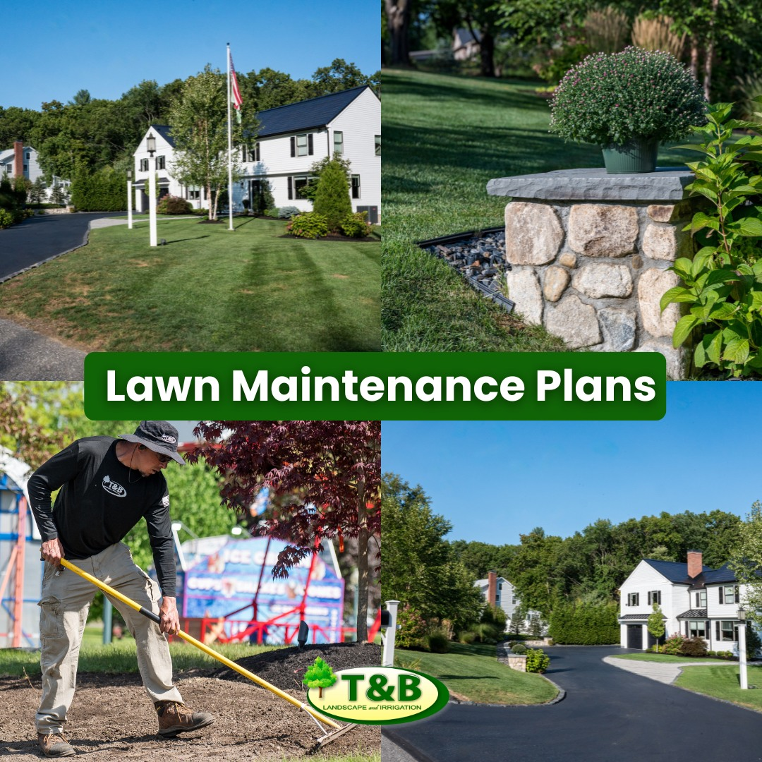 Professional lawn care program in Andover MA keeping residential lawns green and healthy throughout summer