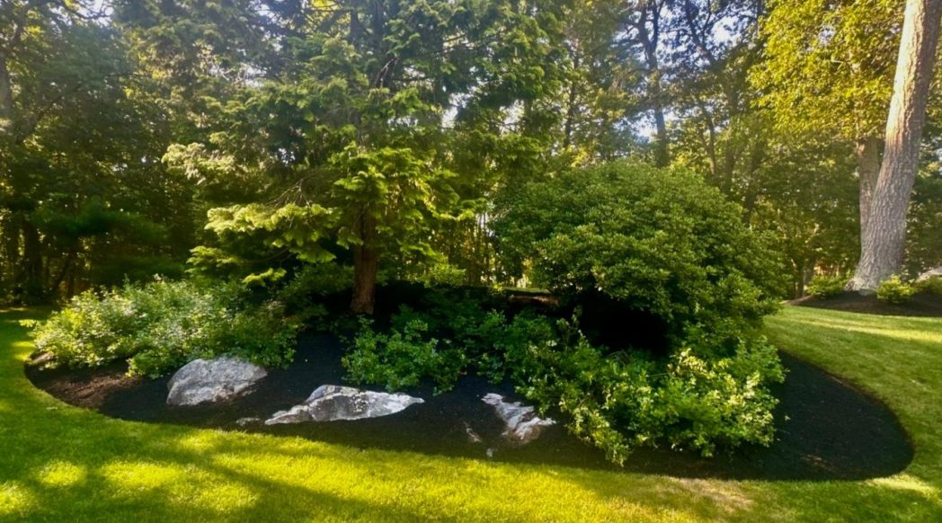 Native Plants Are Trending in Andover